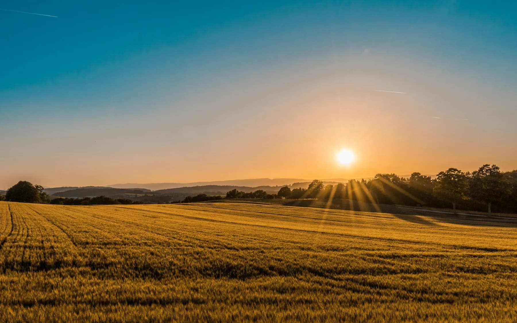 Agricultural oasis landscape